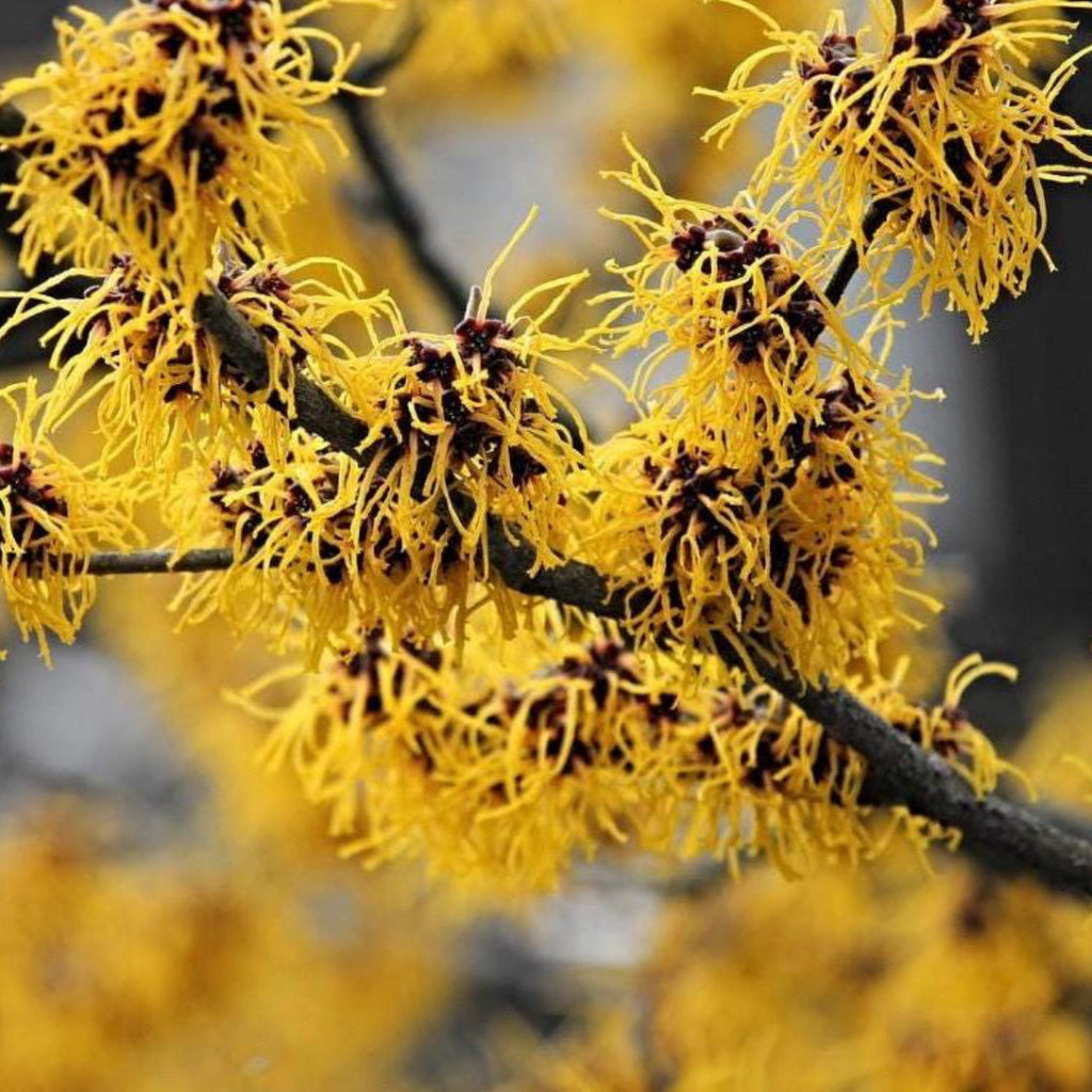 Witch Hazel Hydrosol, Organic, Pure, Natural