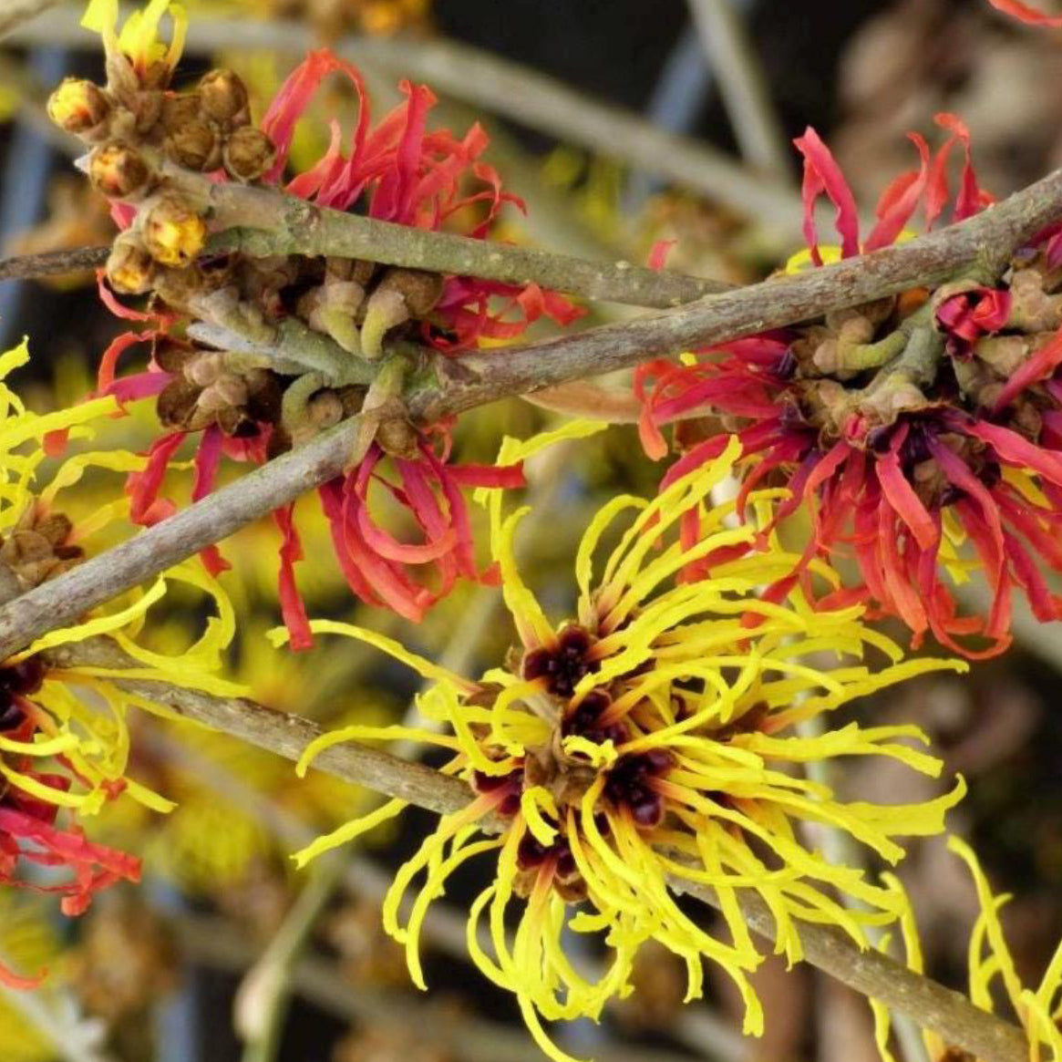 Witch Hazel Hydrosol, Organic, Pure, Natural