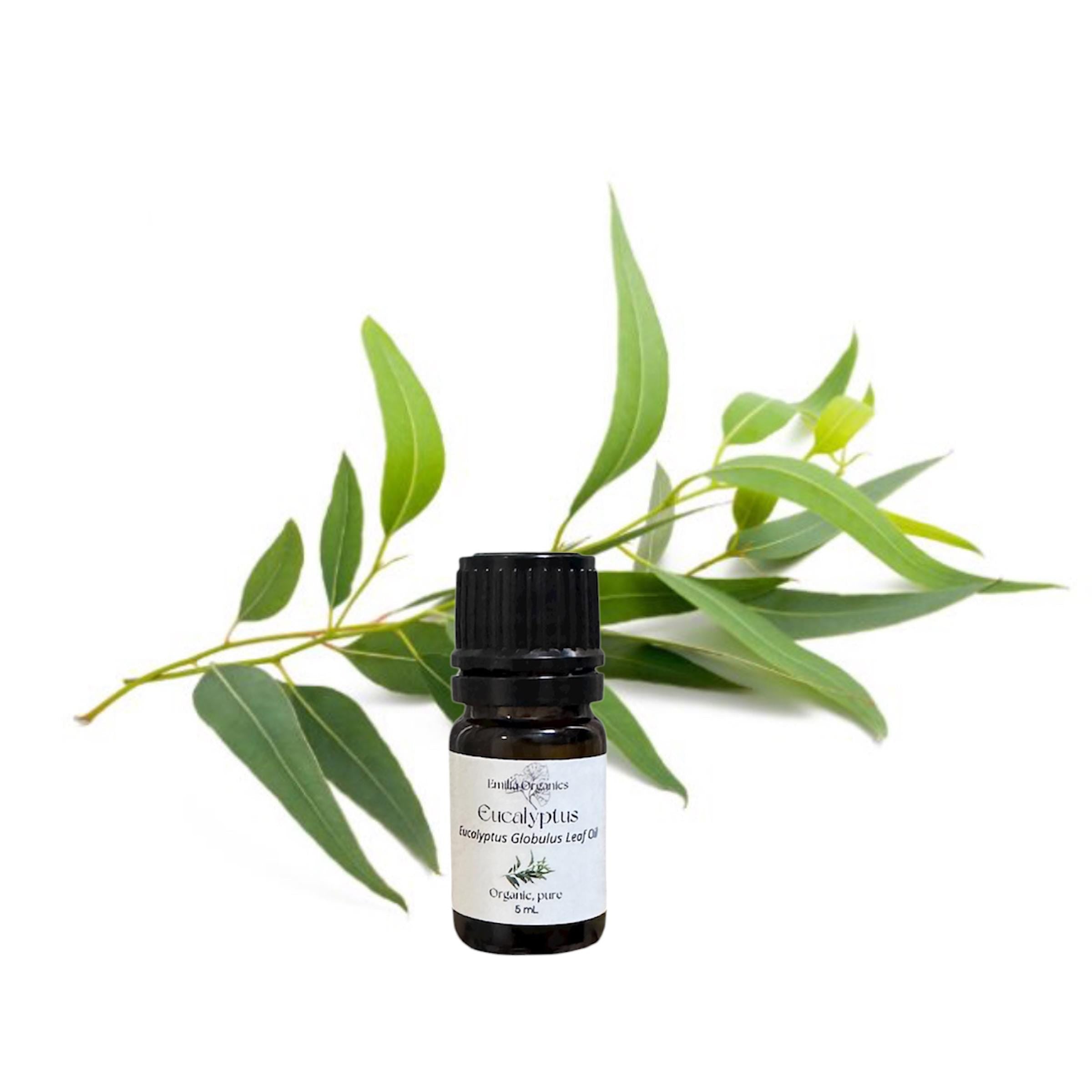 Eucalyptus Globulus Essential Oil, Organic, 100% Pure, Natural
