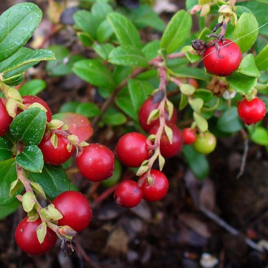 Lingonberry Seed Oil, Organic, Cold Pressed, Unrefined, Natural