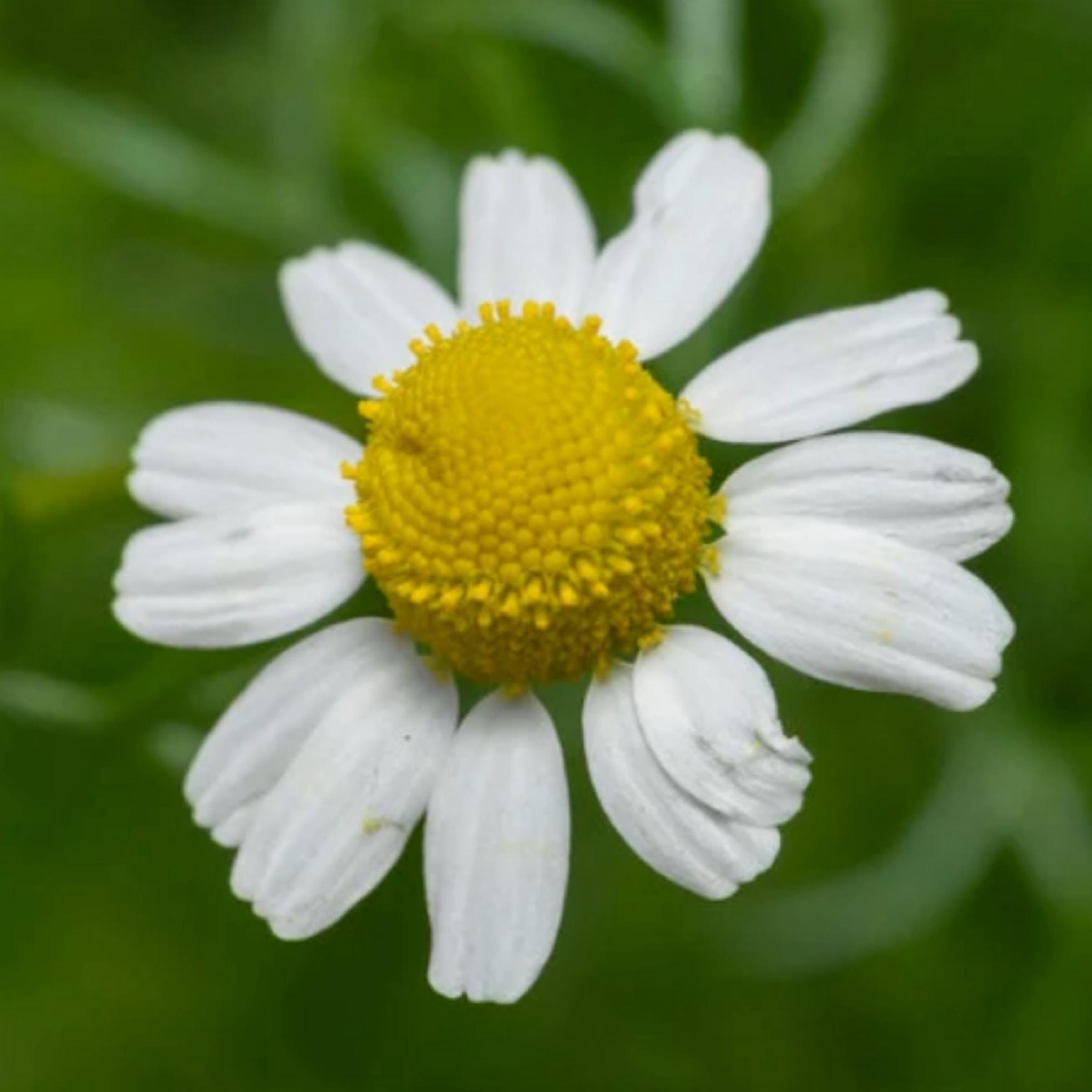 German Chamomile Essential Oil, Blue Chamomile, Organic, 100% Pure, Natural