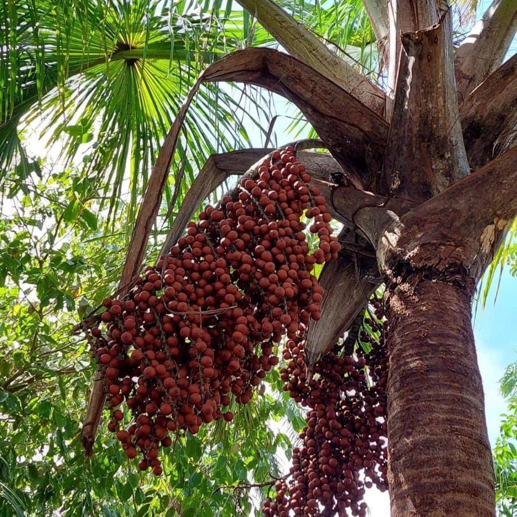 Buriti Fruit Oil, Organic, Cold Pressed, Unrefined, Natural