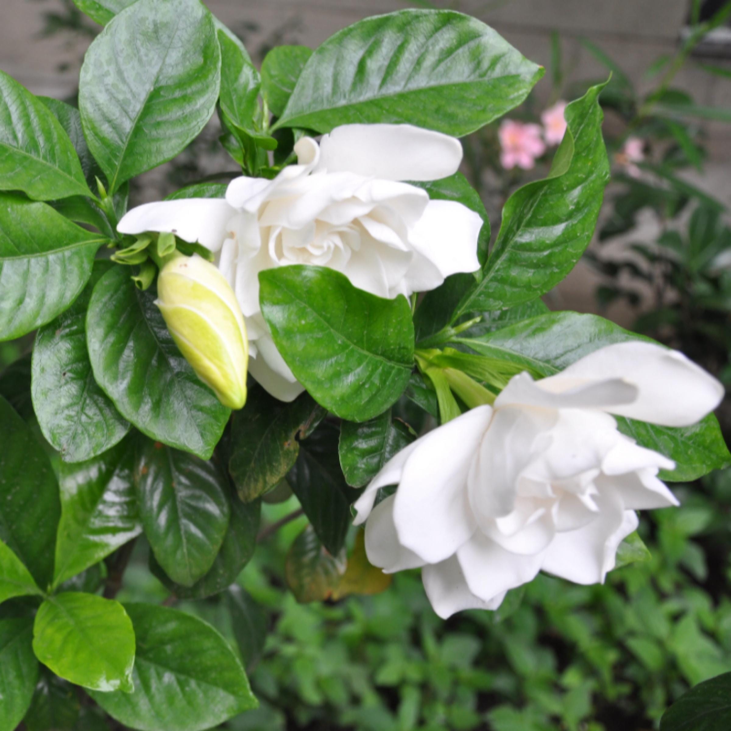 Gardenia Absolute Oil, Organic, 100% Pure, Natural