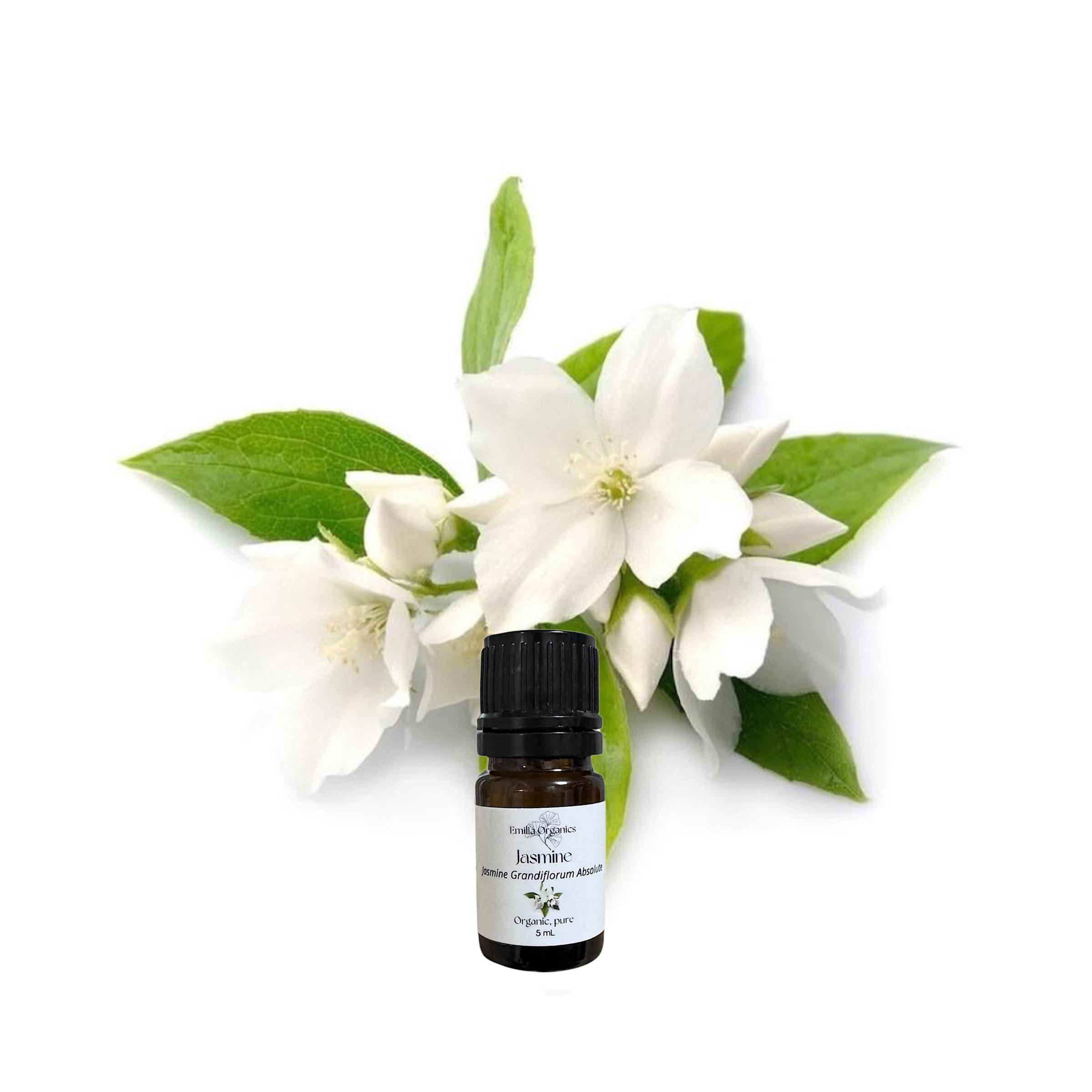 Jasmine Grandiflorum Absolute, Organic, Pure, Natural