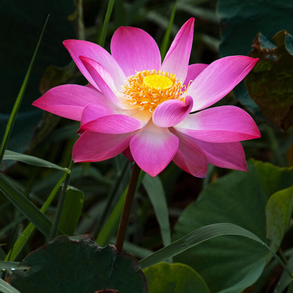 Pink Lotus Absolute Oil, Organic, 100% Pure, Natural