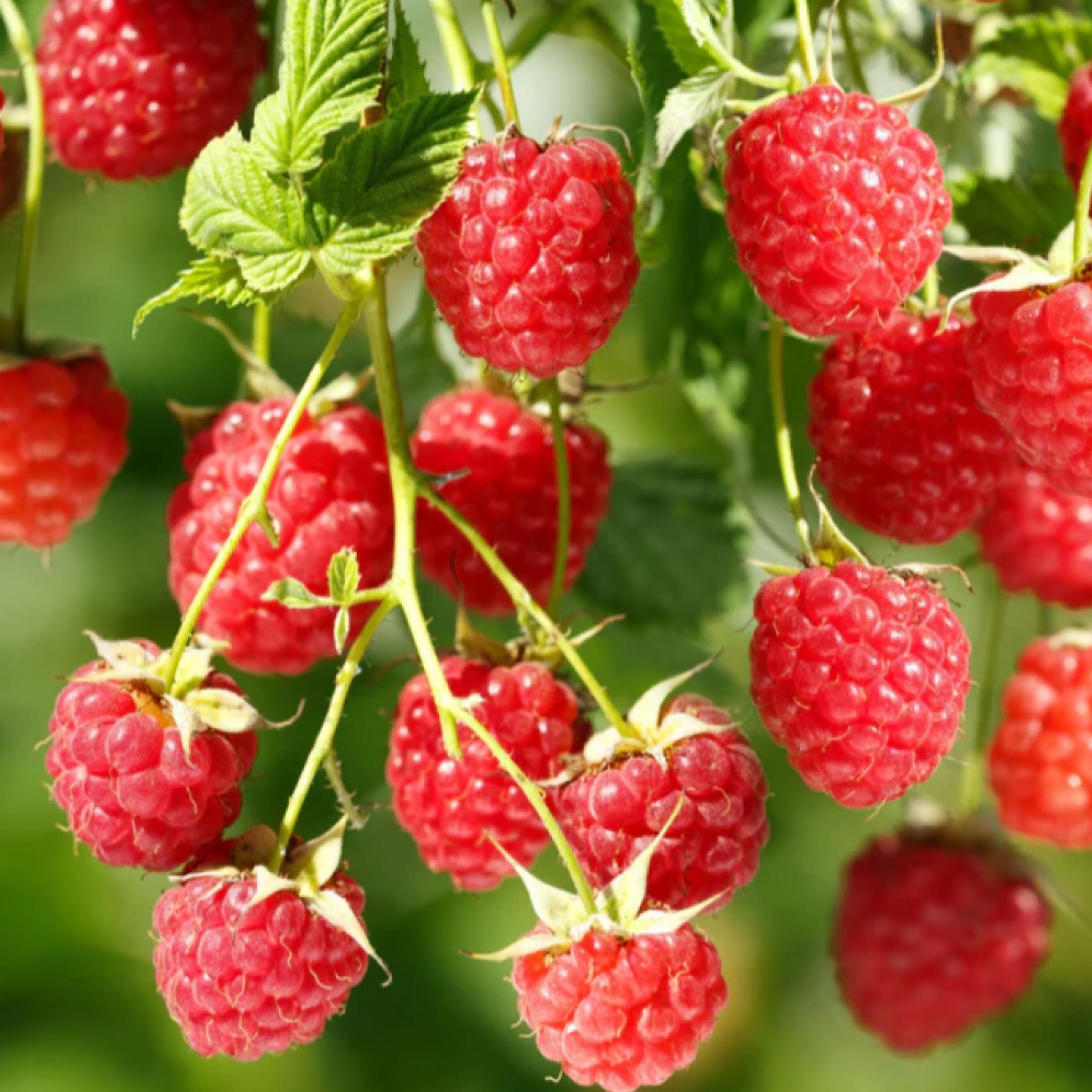 Red Raspberry Seed Oil, Organic, Cold Pressed, Unrefined, Natural