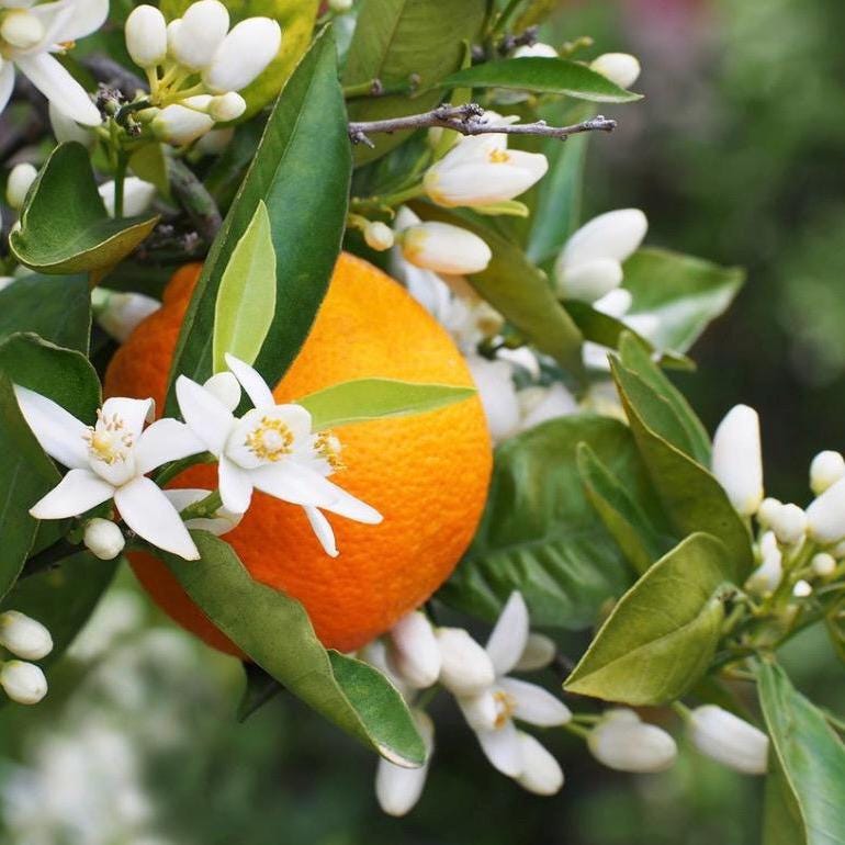 Neroli Hydrosol, Orange Blossom, Organic, Pure, Natural