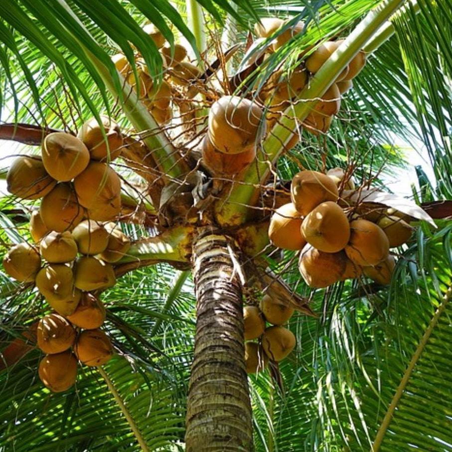 Fractionated Coconut Oil, Organic, Cold Pressed, Unrefined, Natural
