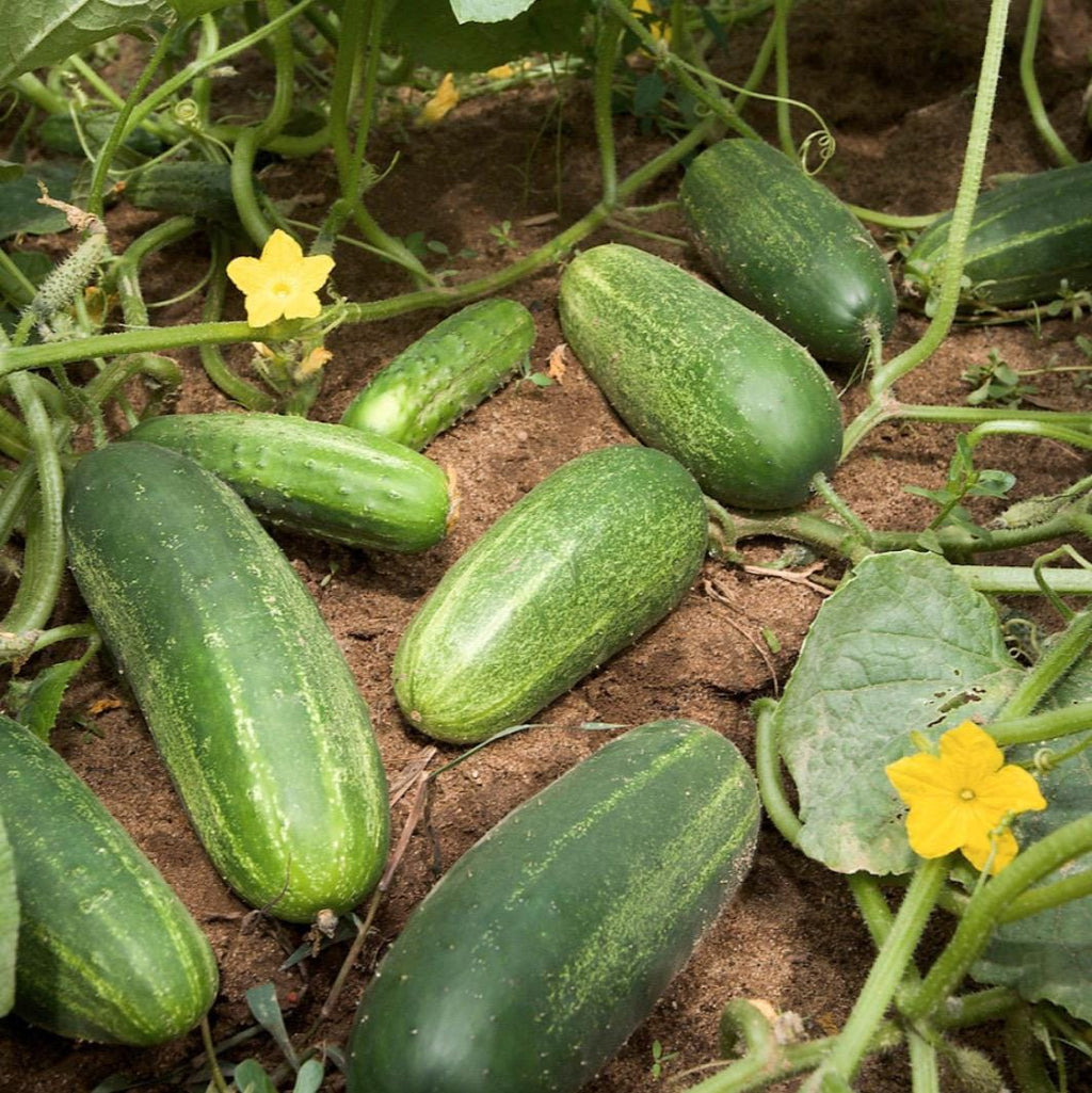 Cucumber Hydrosol, Organic, Pure, Natural