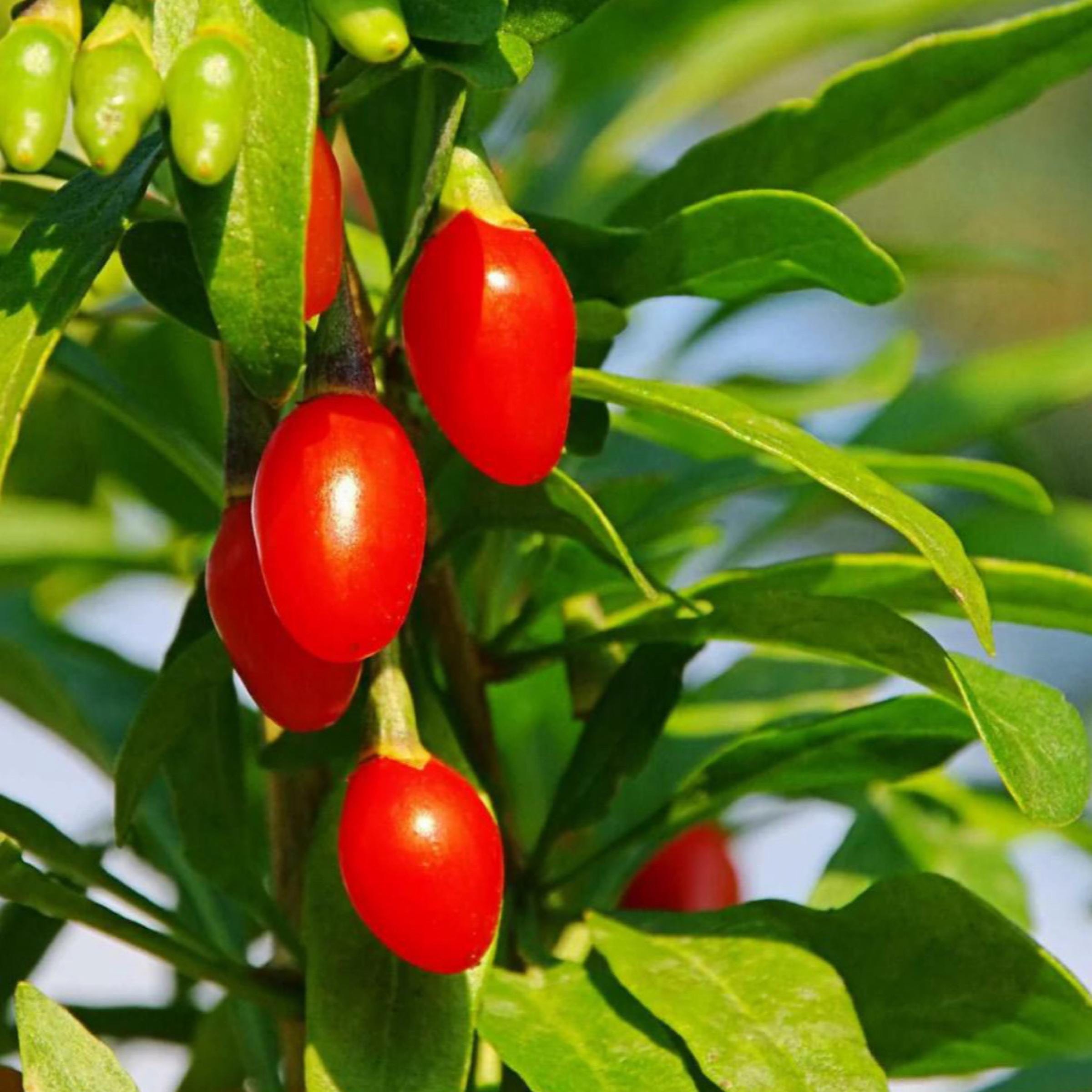 Goji Berry Seed Oil, Organic, Cold Pressed, Unrefined, Natural