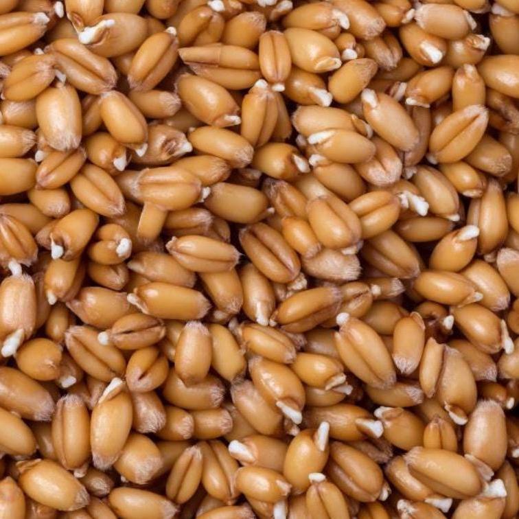 Wheat Germ Oil, Organic, Cold Pressed, Unrefined, Natural