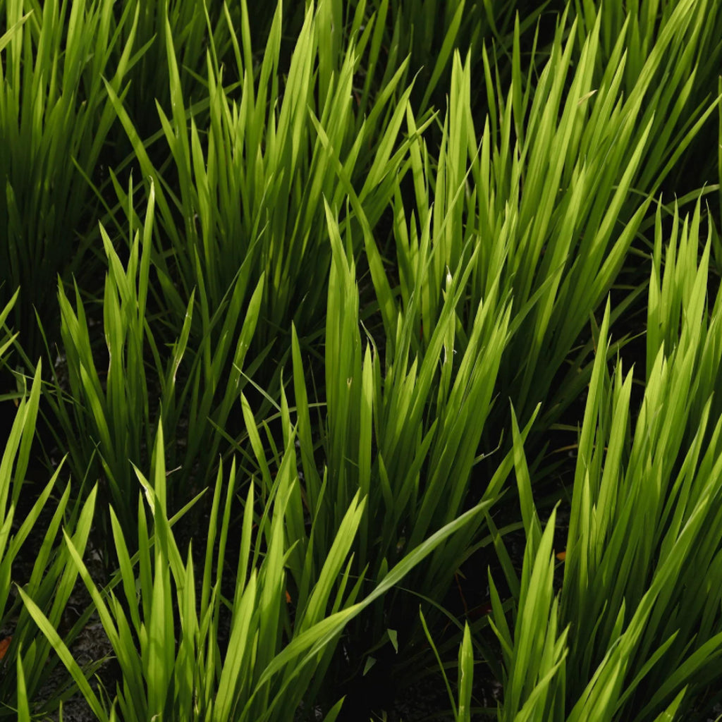 Vetiver Essential Oil, Organic, 100% Pure, Natural