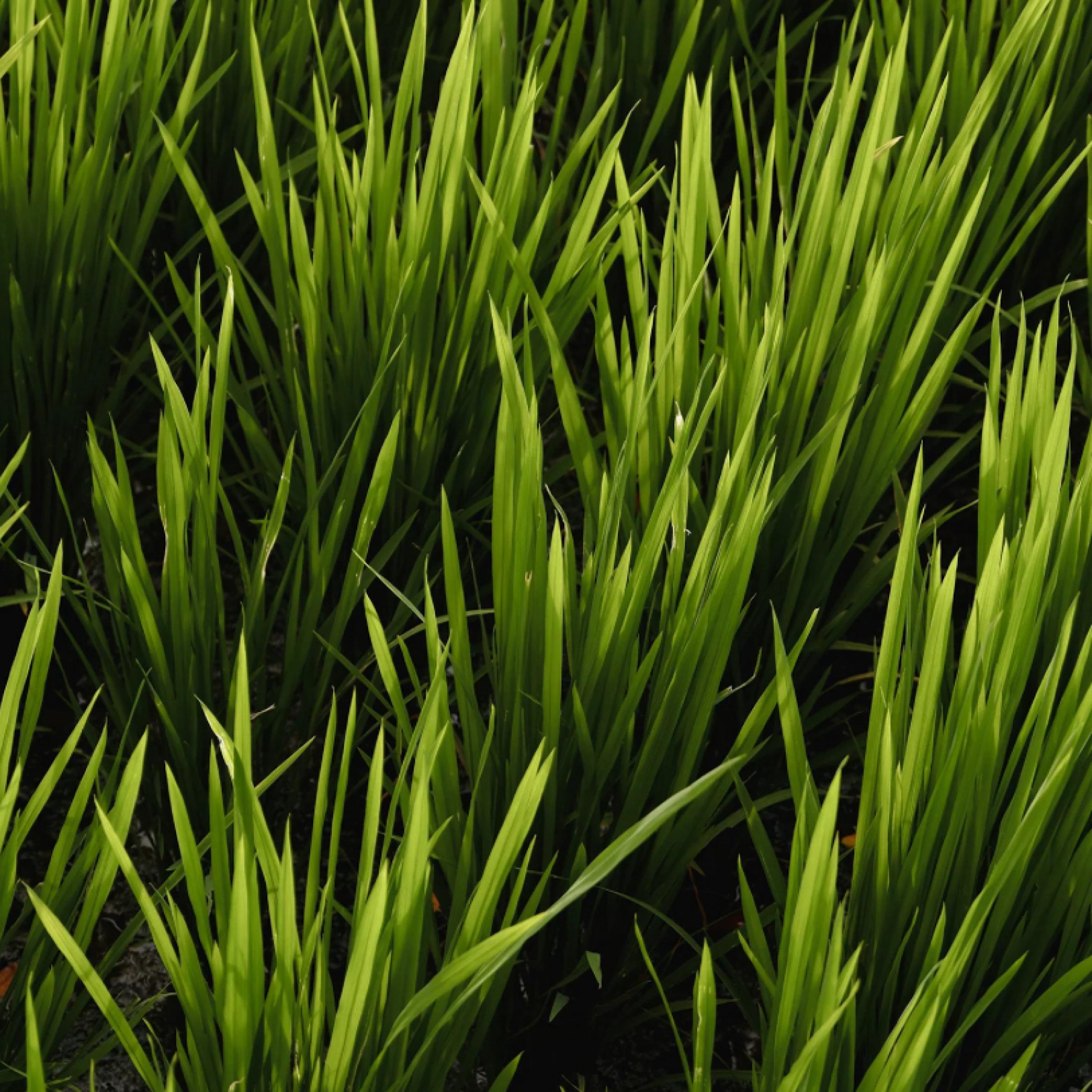 Vetiver Essential Oil, Organic, 100% Pure, Natural