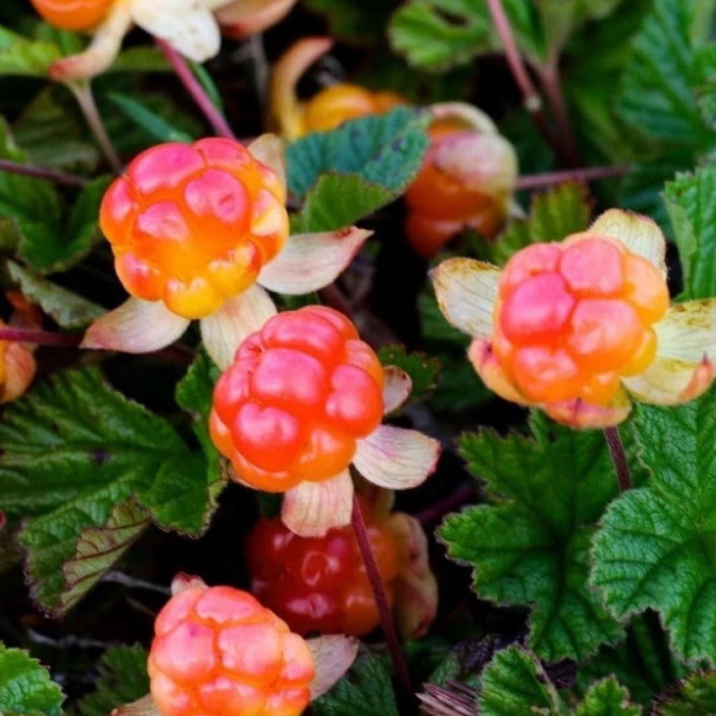 Cloudberry Seed Oil, Nordic Cloudberry, Organic, Cold Pressed, Unrefined, Natural