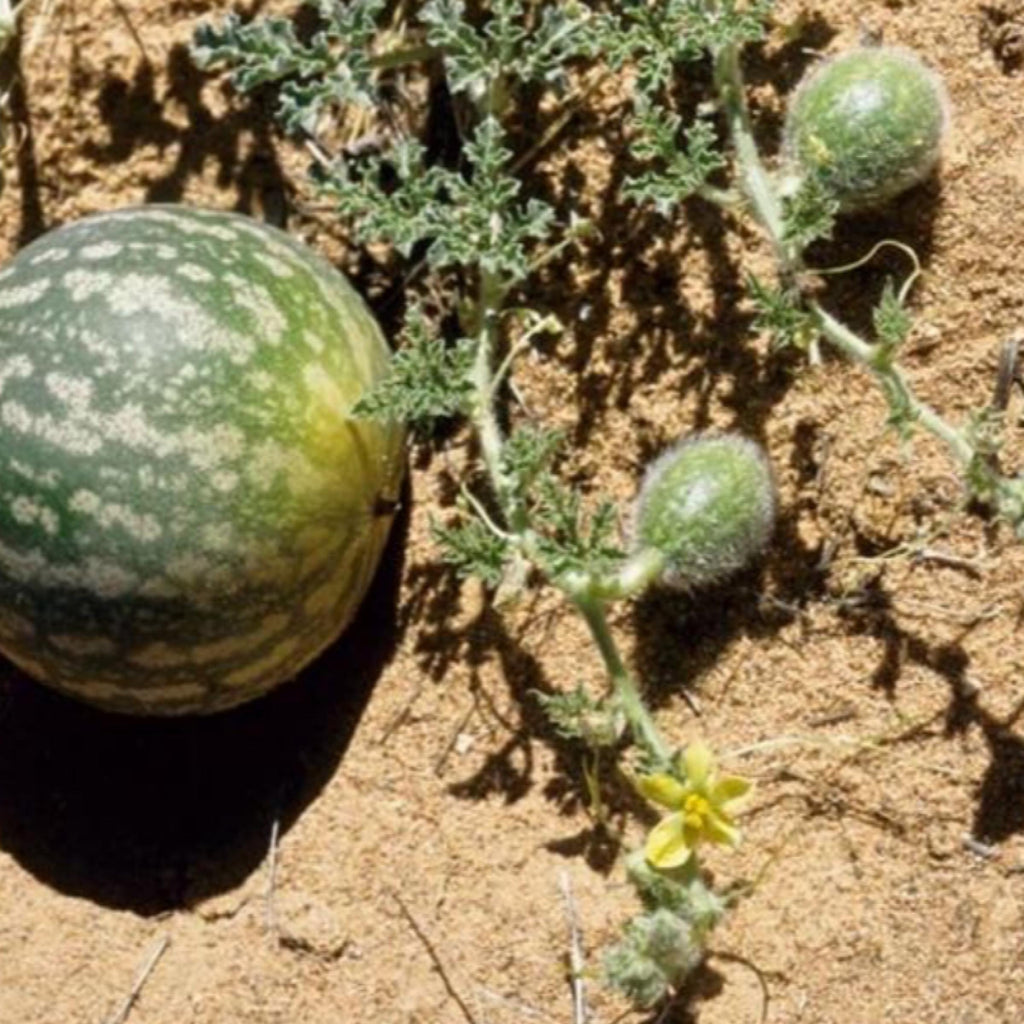 Kalahari Melon Seed Oil, Organic, Cold Pressed, Unrefined, Natural
