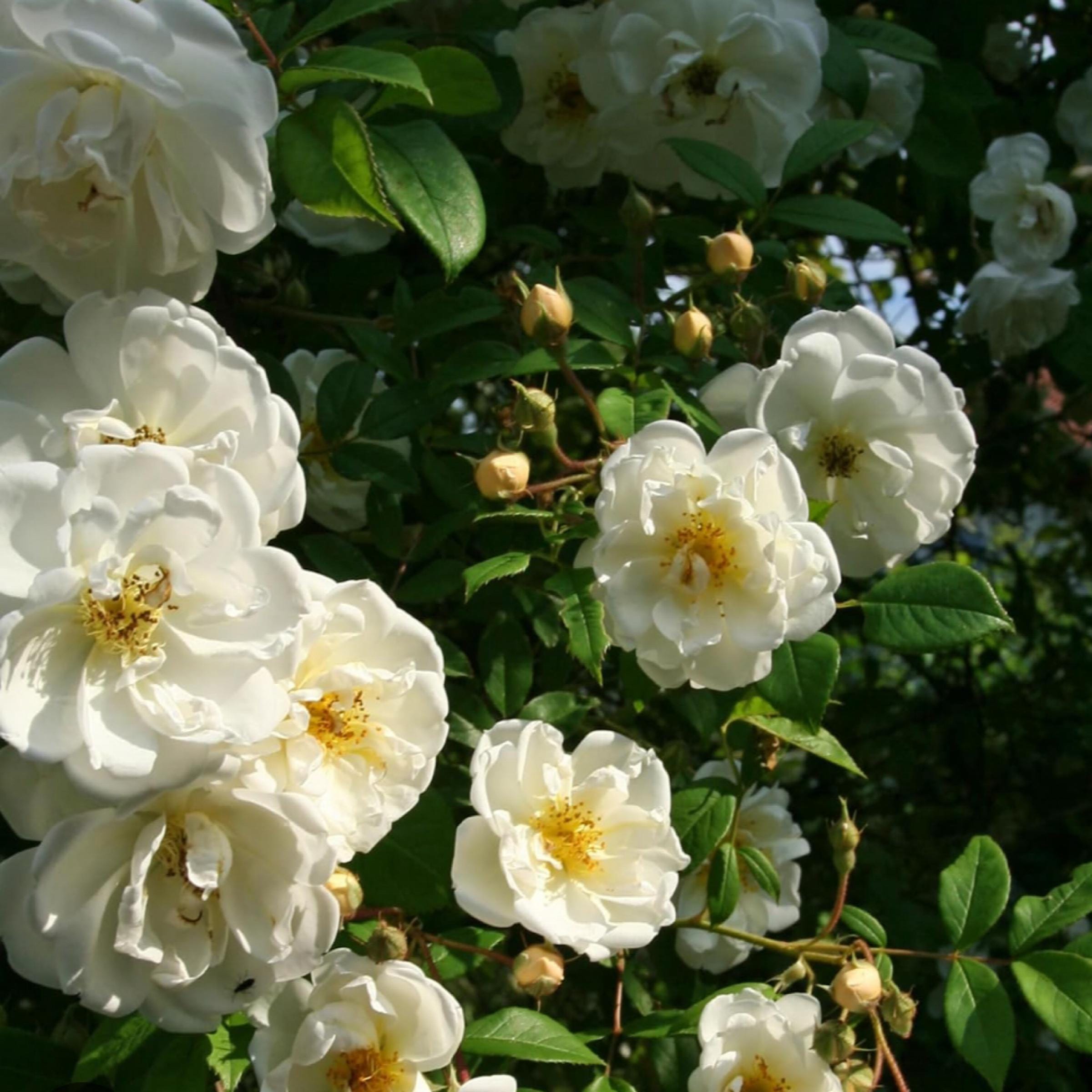 White Rose Otto Essential Oil, Organic, 100% Pure, Natural