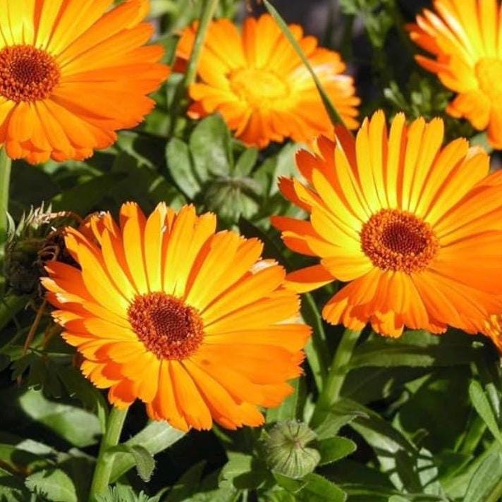 Calendula Hydrosol, Organic, Pure, Natural