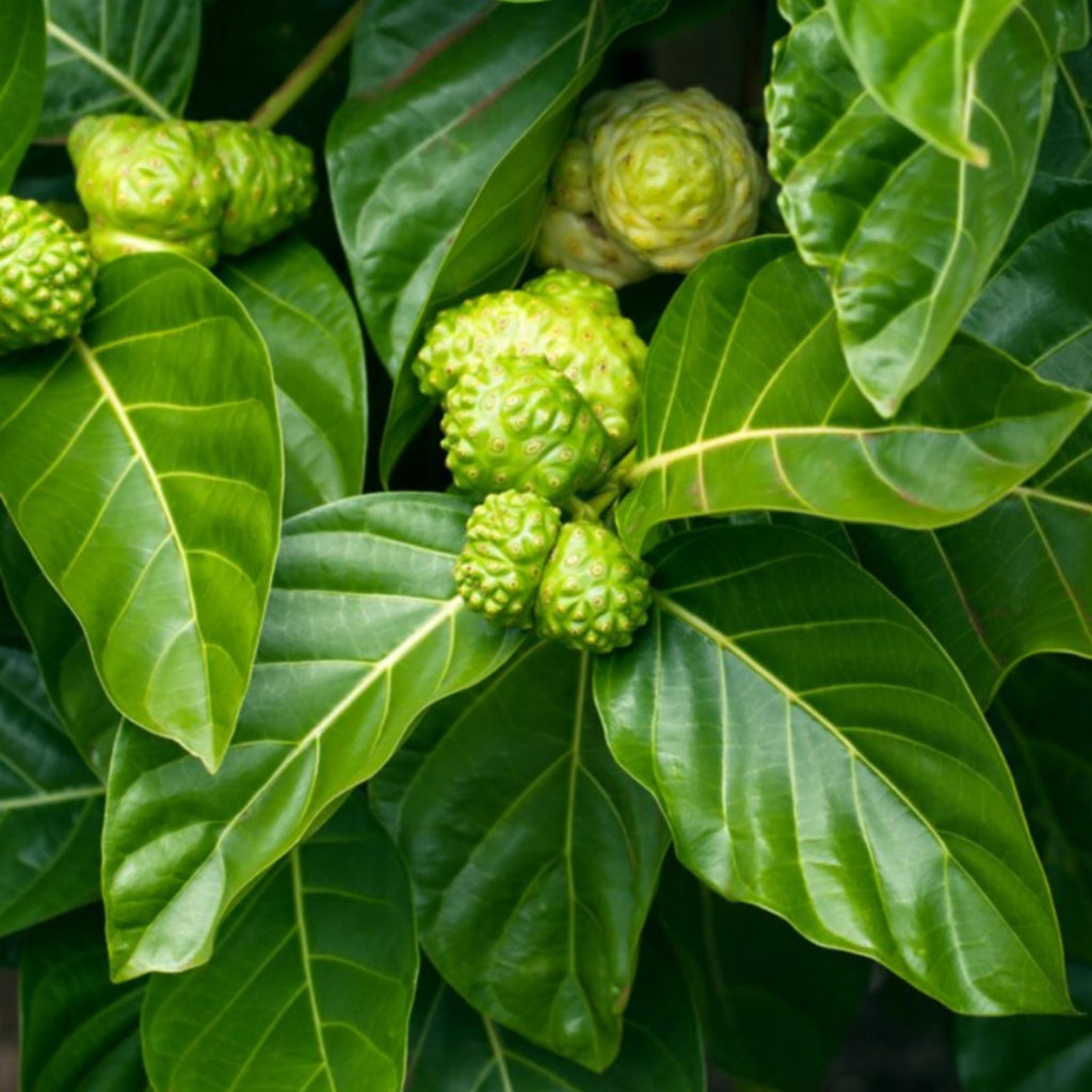 Noni Fruit Oil, Organic, Cold Pressed, Unrefined, Natural