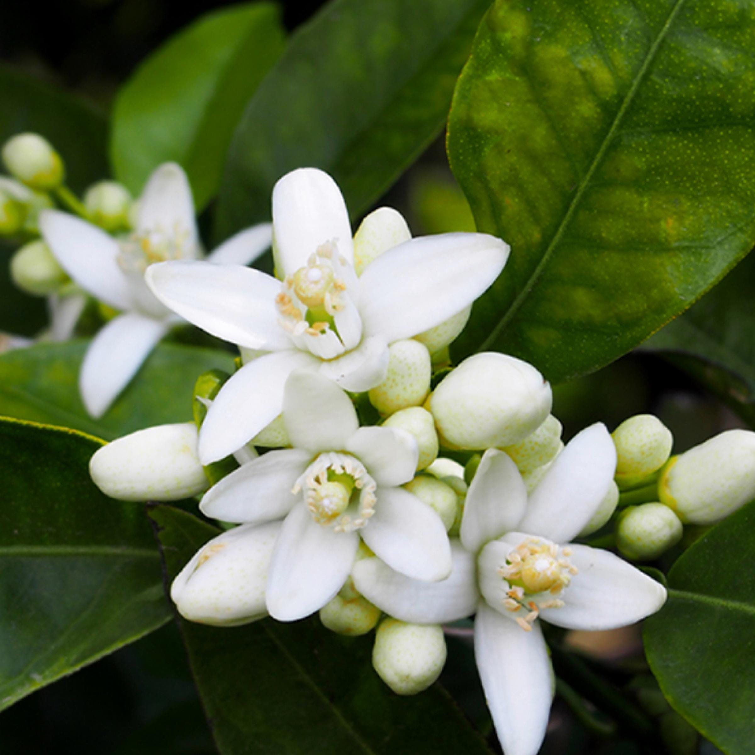 Neroli Essential Oil, Orange Blossom, Organic, 100% Pure, Natural