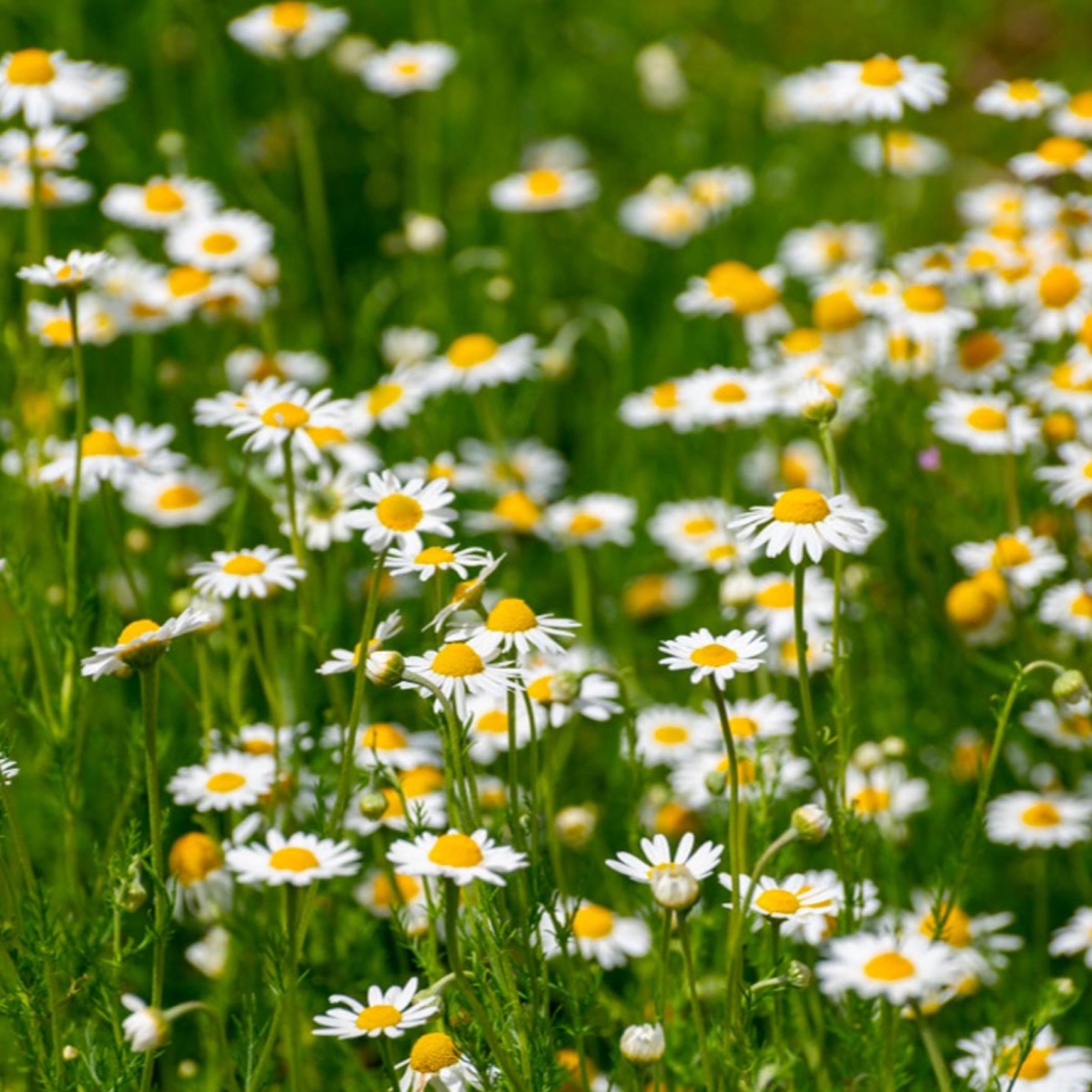 Roman Chamomile Essential Oil, Organic, 100% Pure, Natural
