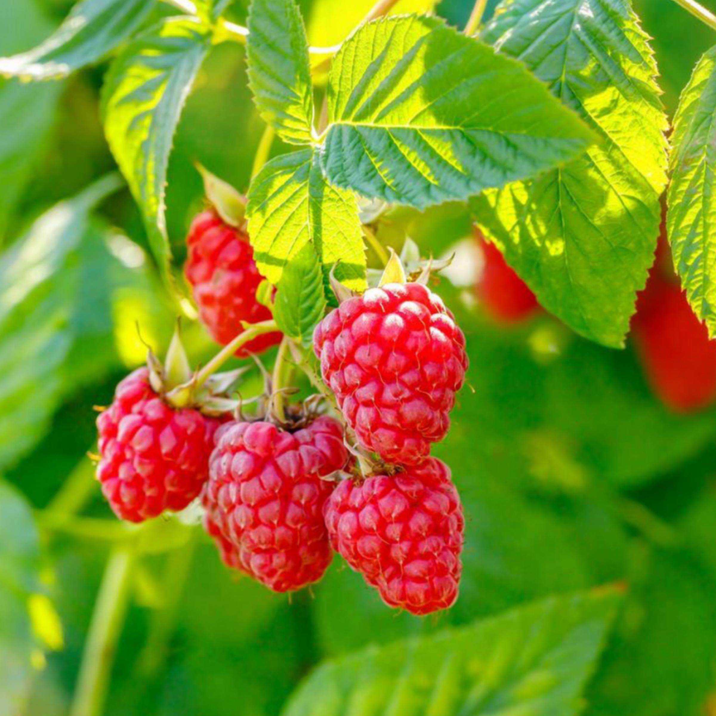 Red Raspberry Seed Oil, Organic, Cold Pressed, Unrefined, Natural