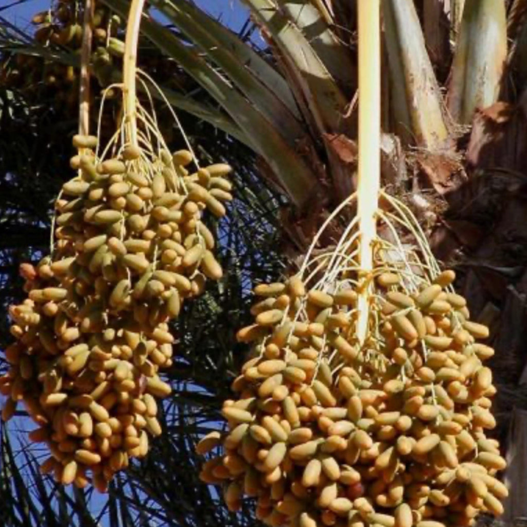 Desert Date Seed Oil, Organic, Cold Pressed, Unrefined, Natural