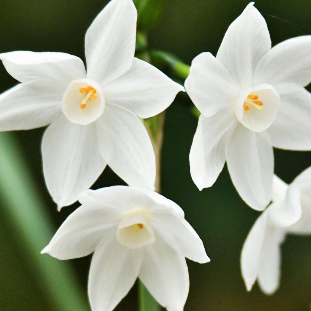 Jonquil Absolute, Organic, 100% Pure, Natural
