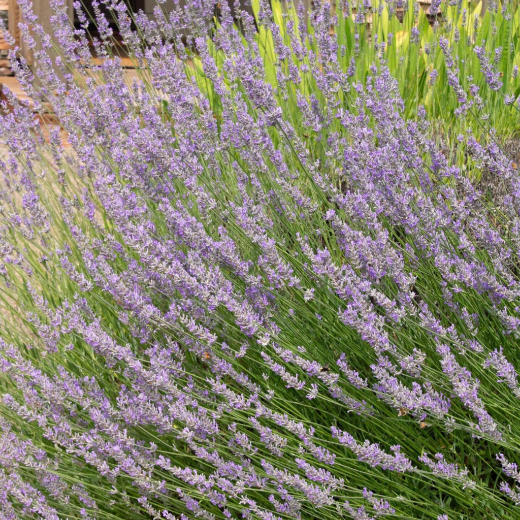 French Lavender Hydrosol, Organic, Pure, Natural