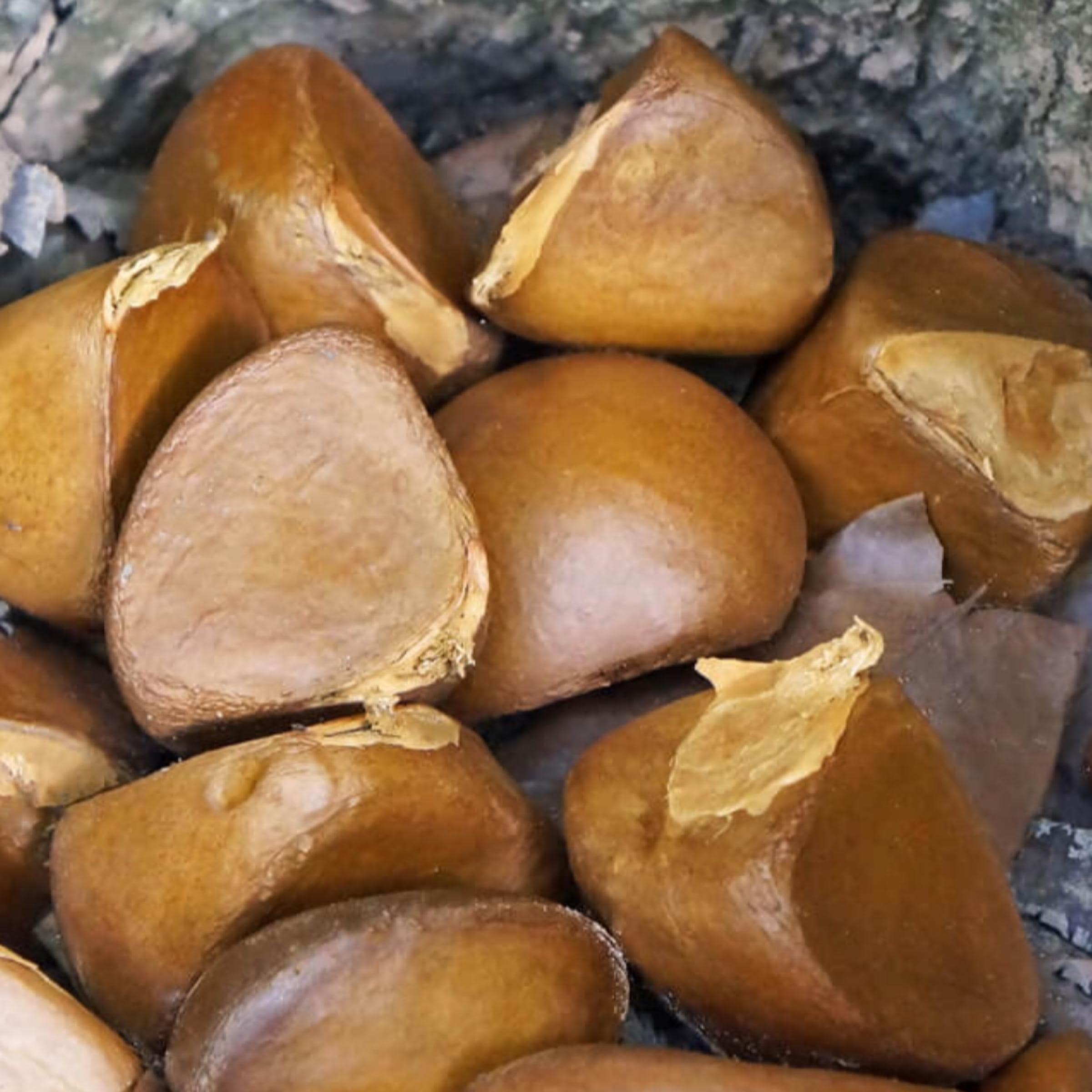 Andiroba Seed Oil, Organic, Cold Pressed, Unrefined, Natural