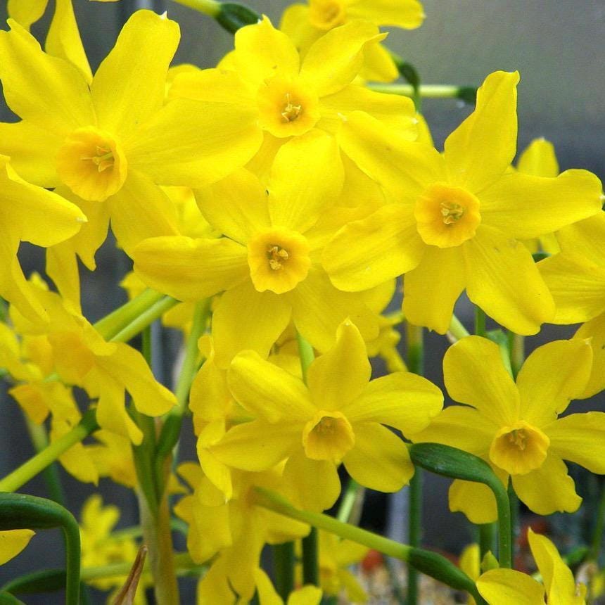 Jonquil Absolute, Organic, 100% Pure, Natural