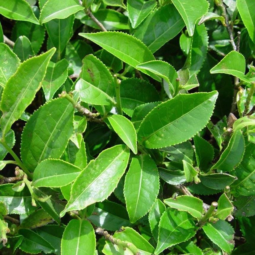 Green Tea Hydrosol, Organic, Pure, Natural