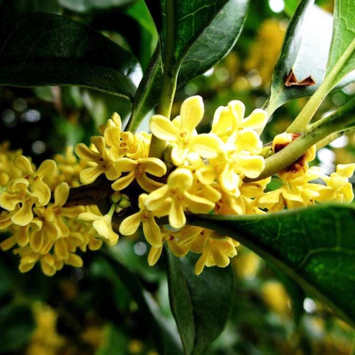 Osmanthus Absolute Oil, Organic, 100% Pure, Natural