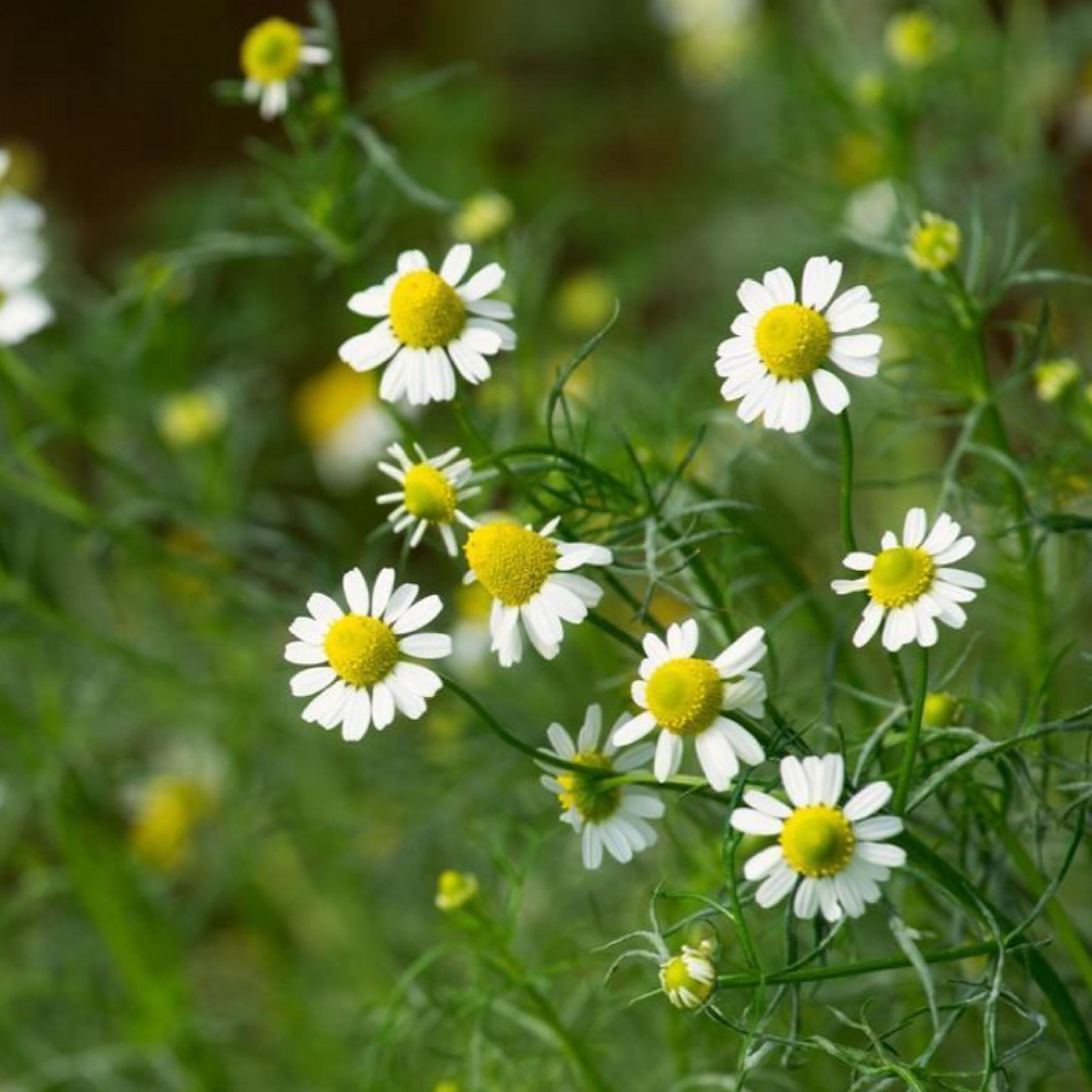 German Chamomile Essential Oil, Blue Chamomile, Organic, 100% Pure, Natural