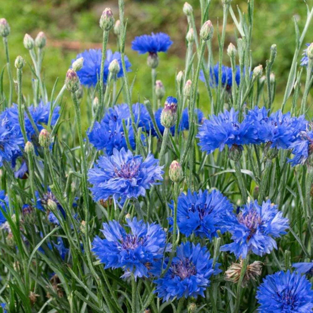 Cornflower Hydrosol, Organic, Pure, Natural