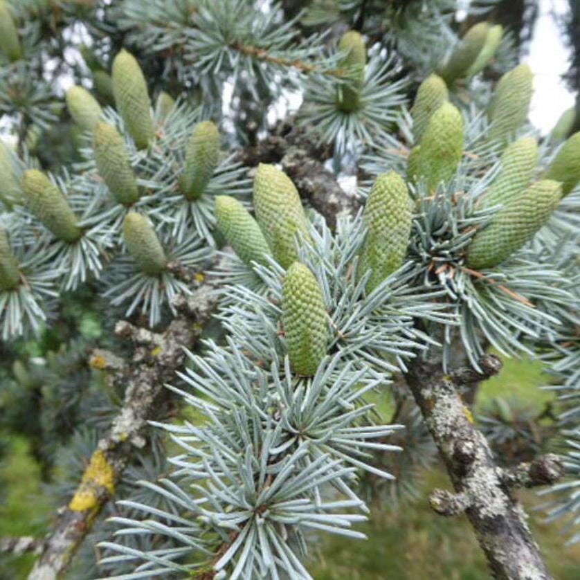 Cedarwood Atlas Essential Oil, Organic, 100% Pure, Natural
