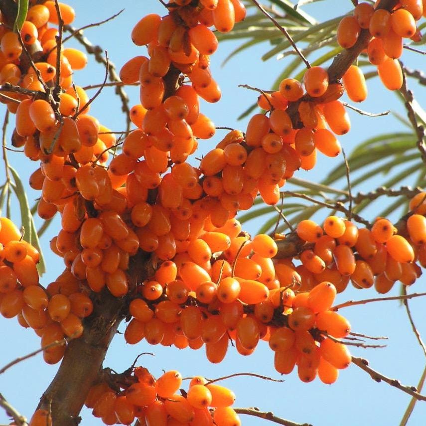 Sea Buckthorn Fruit Oil, Organic, Cold Pressed, Unrefined, Natural