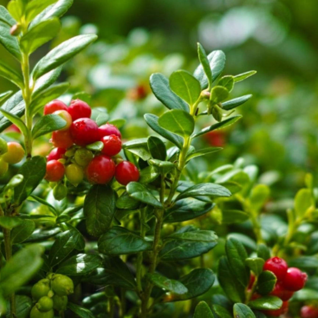 Cranberry Seed Oil, Organic, Cold Pressed, Unrefined, Natural