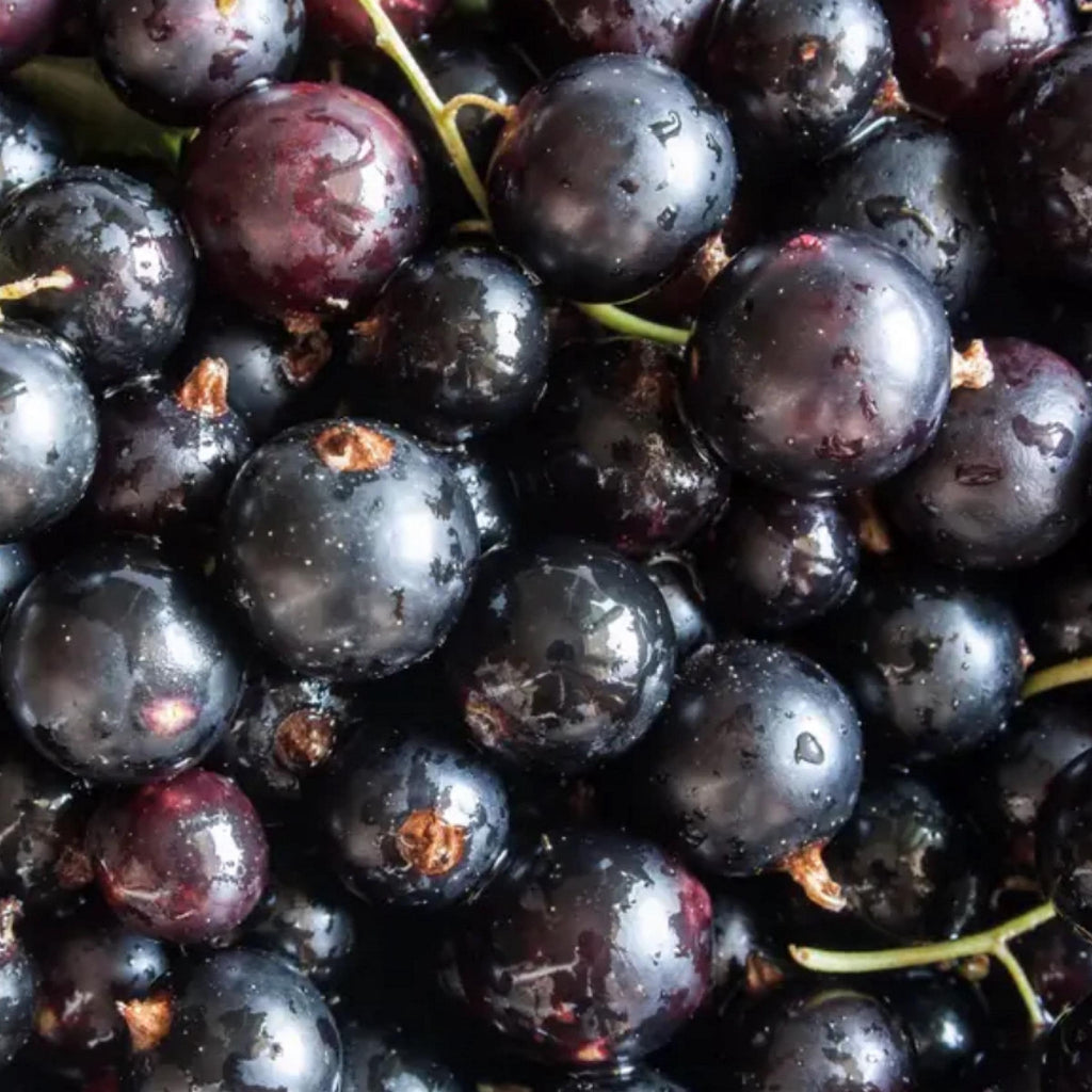 Blackcurrant Seed Oil, Organic, Cold Pressed, Unrefined, Natural