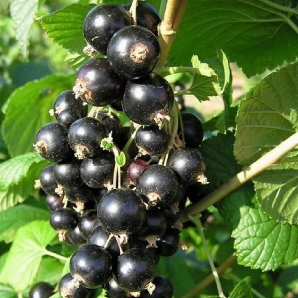 Blackcurrant Seed Oil, Organic, Cold Pressed, Unrefined, Natural