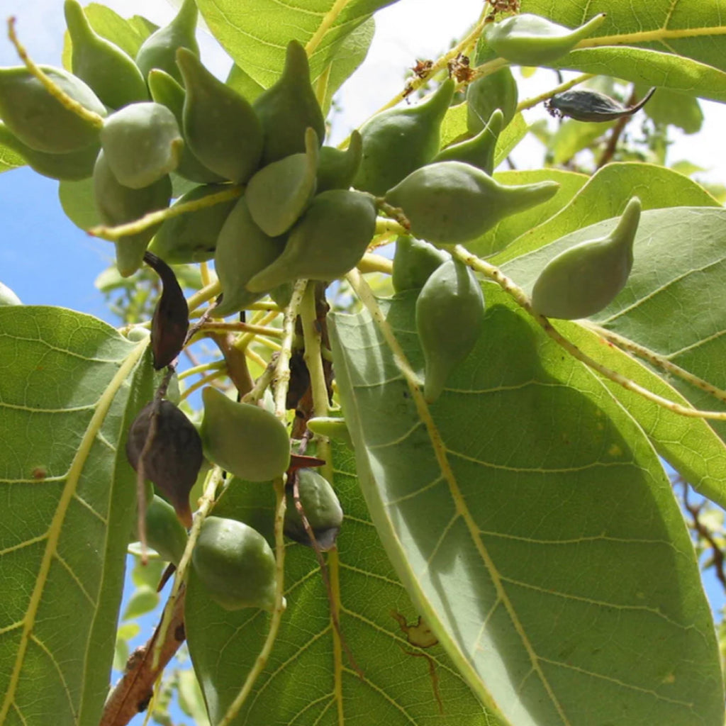 Kakadu Plum Seed Oil, Organic, Cold Pressed, Unrefined, Natural