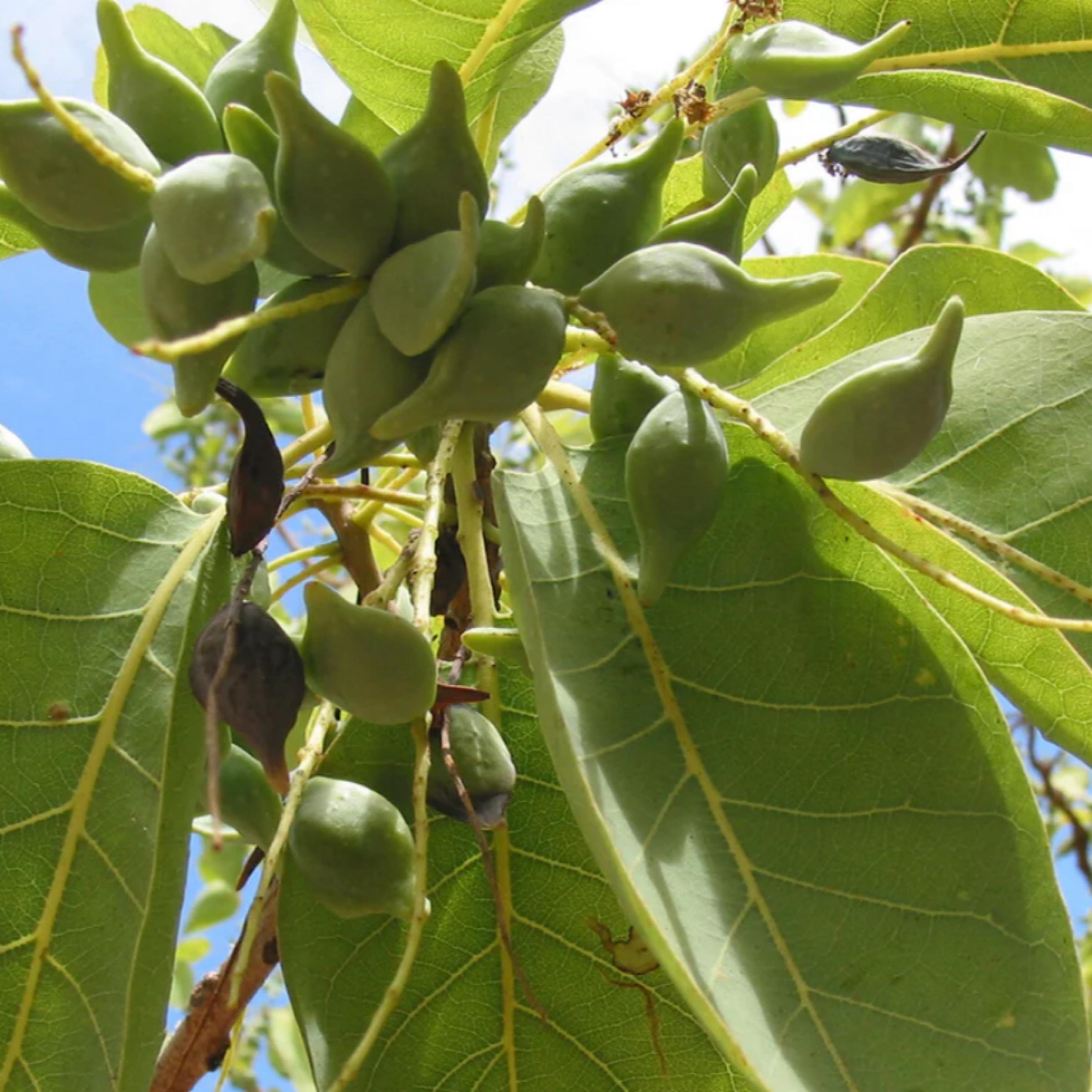 Kakadu Plum Seed Oil, Organic, Cold Pressed, Unrefined, Natural