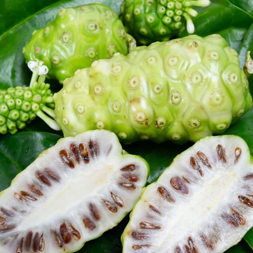 Noni Fruit Oil, Organic, Cold Pressed, Unrefined, Natural