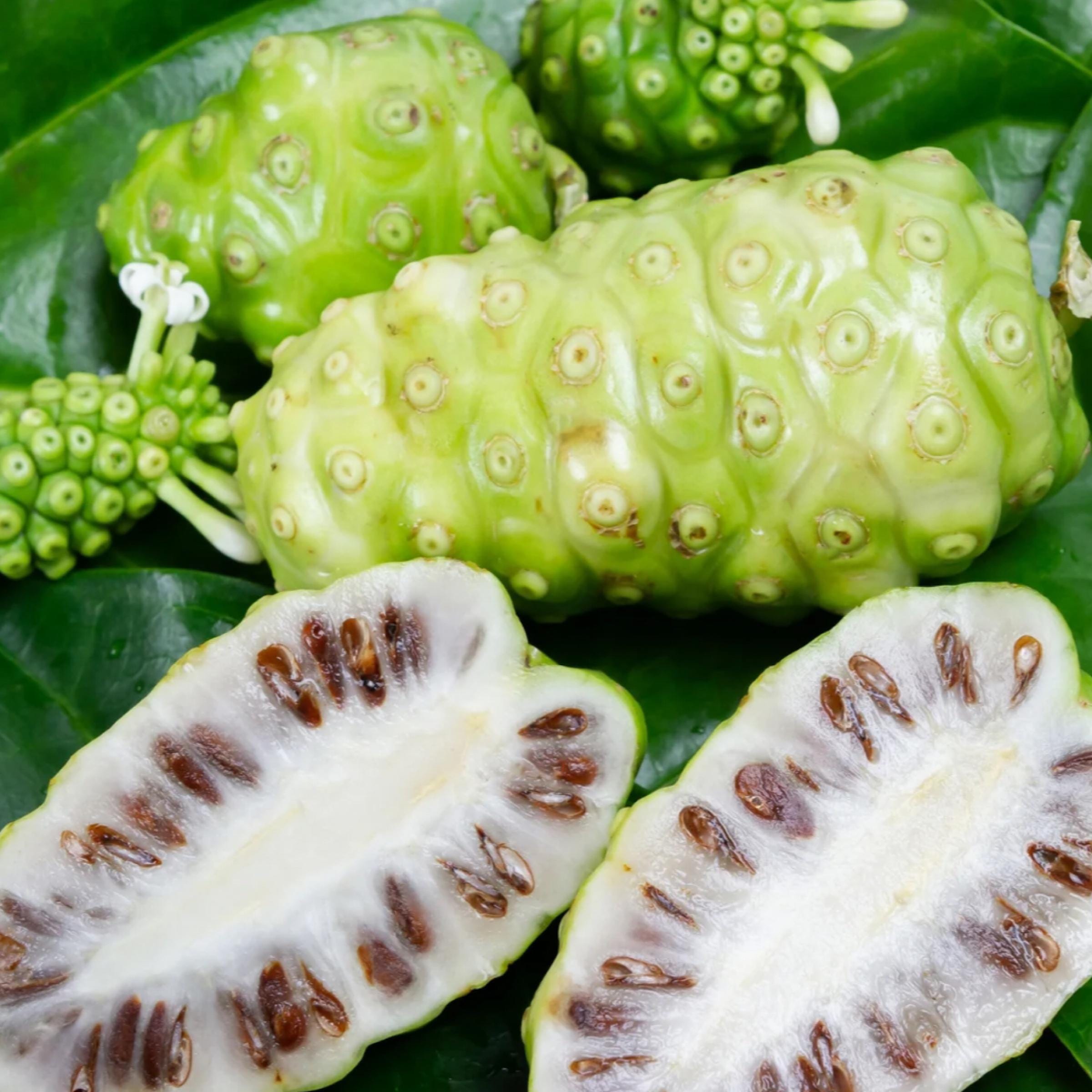 Noni Fruit Oil, Organic, Cold Pressed, Unrefined, Natural