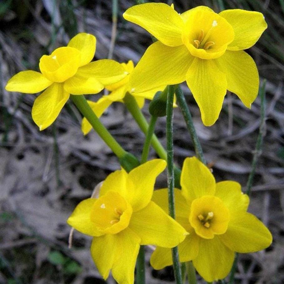 Jonquil Absolute, Organic, 100% Pure, Natural