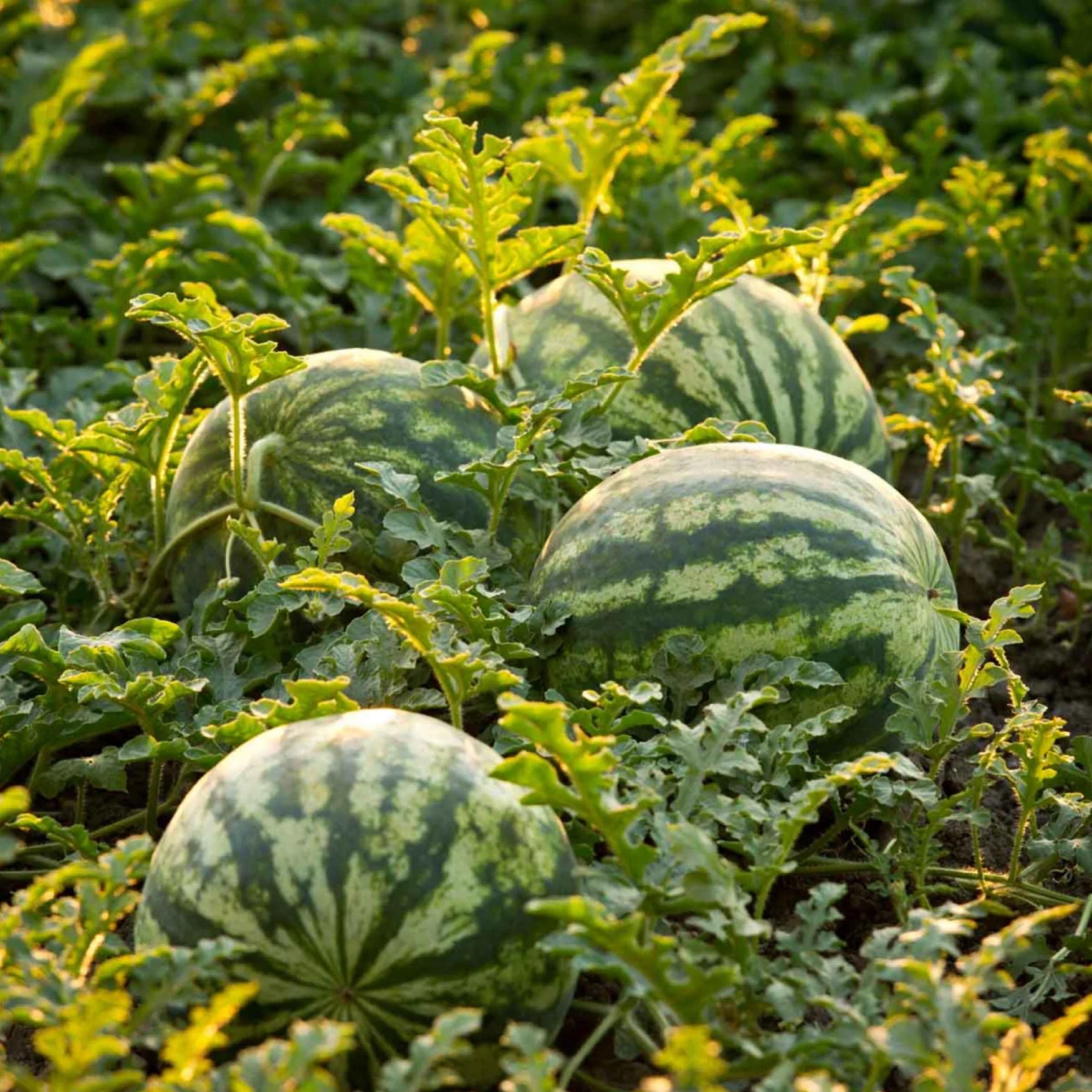 Watermelon Seed Oil, Ootanga Oil, Organic, Cold Pressed, Unrefined, Natural