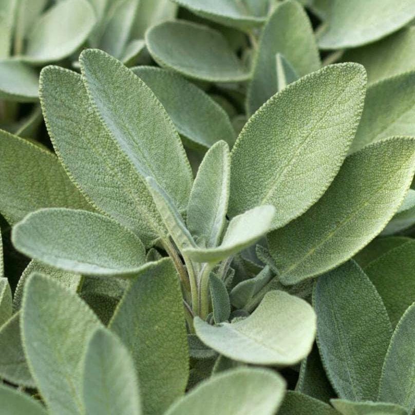 Sage Hydrosol, Organic, Pure, Natural