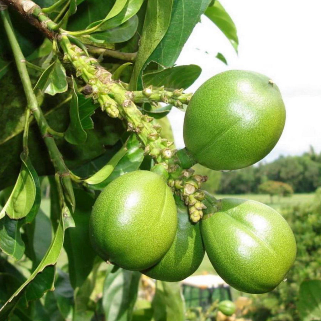 Cacay Nut Oil, Organic, Cold Pressed, Unrefined, Natural