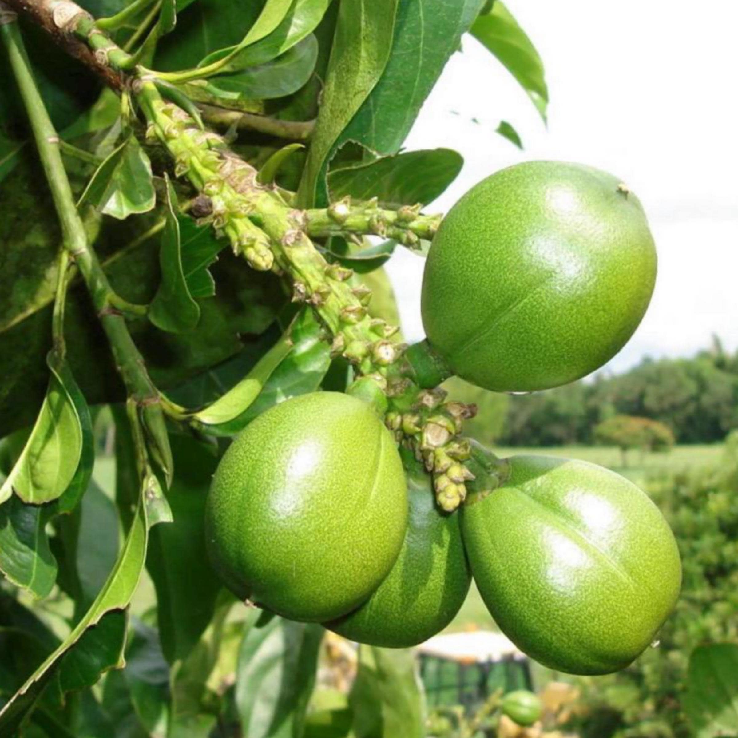 Cacay Nut Oil, Organic, Cold Pressed, Unrefined, Natural