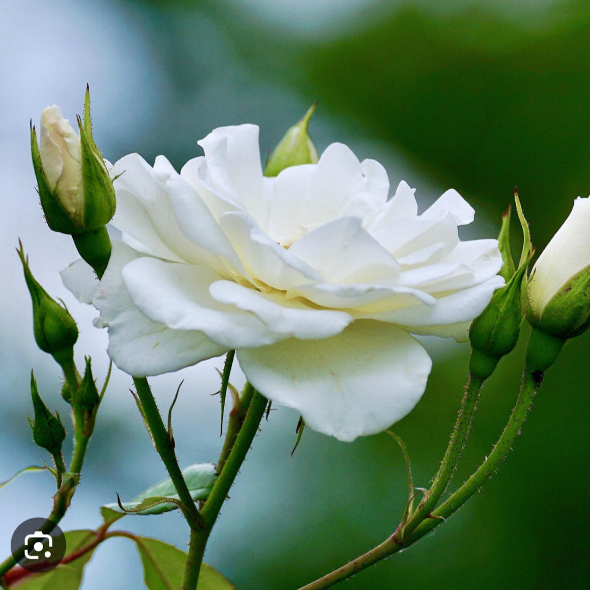 White Rose Hydrosol, Organic, Pure, Natural