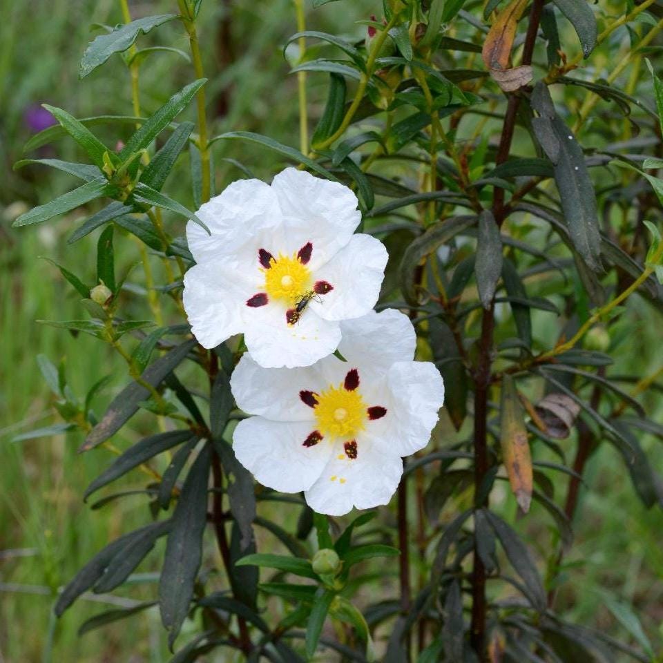 Rockrose Essential Oil, Organic, Pure, Natural